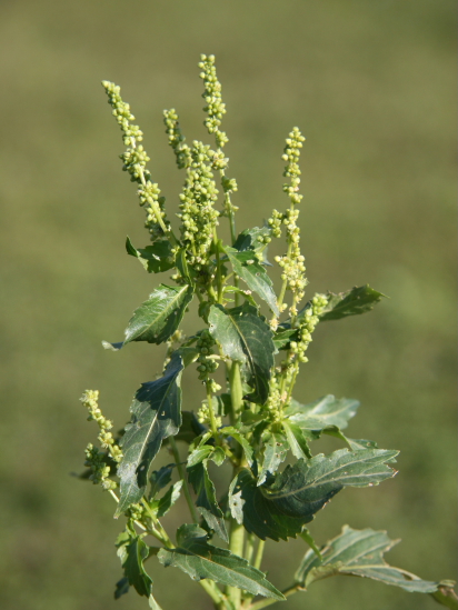 Mercurialis annua / Mercorella comune